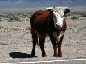 Cow near Area 51